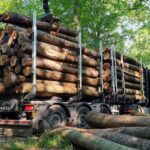 Madera blanda Por camión Madera certificada PEFC